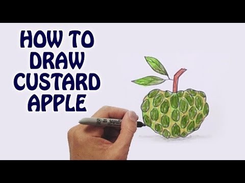 480x360 Learn How To Draw Custard Apple In Easy Steps Draw Fruits
