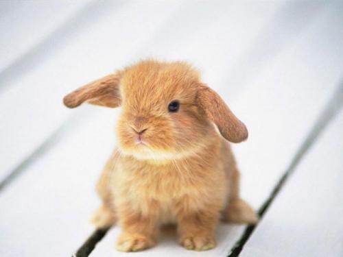 500x375 Really Really Cute Baby Bunny