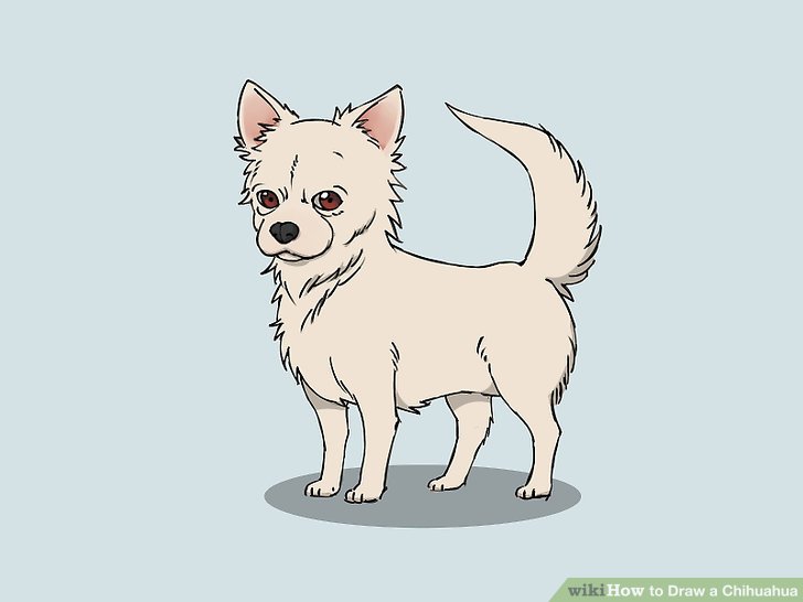 728x546 How To Draw A Chihuahua (With Pictures)