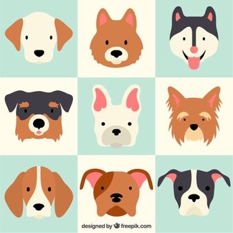 338x338 Lovely Dog Breeds 23 2147521430.jpg Pet