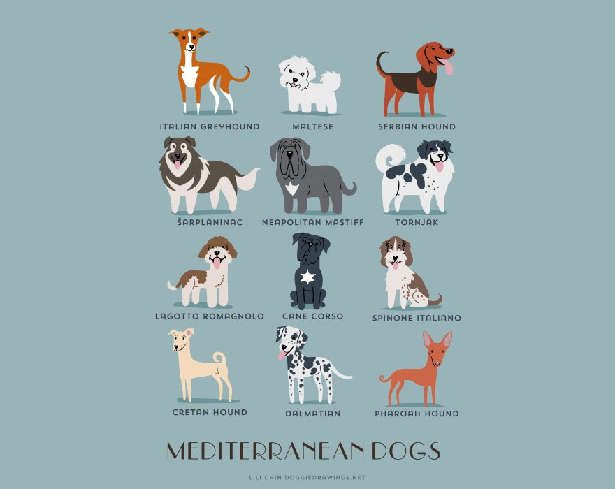 880x700 Dogs Of The World Cute Posters Show The Origins Of Dog