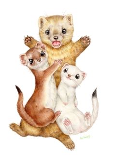 236x331 Ferrets 3 Cute When Inclined Ferret, Baby Animals