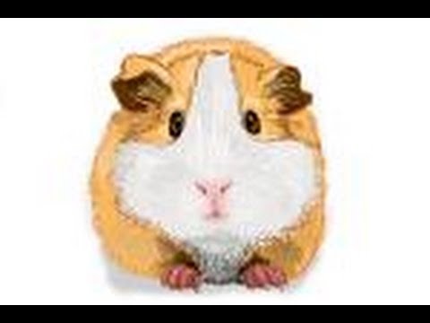 480x360 How To Draw A Guinea Pig