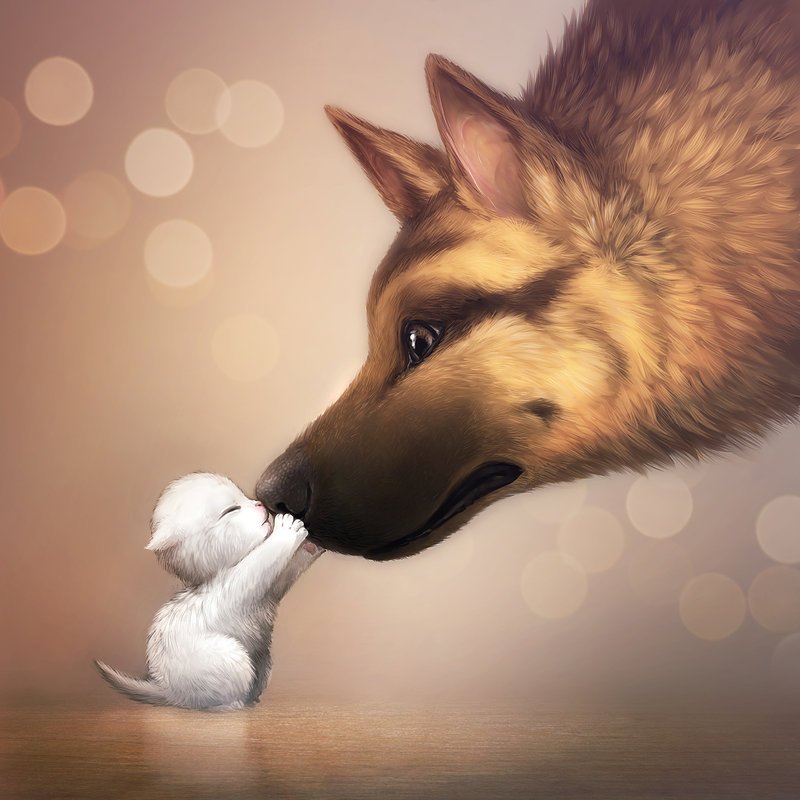 800x800 A Kitten And A Wolf! Illustrations Wolf