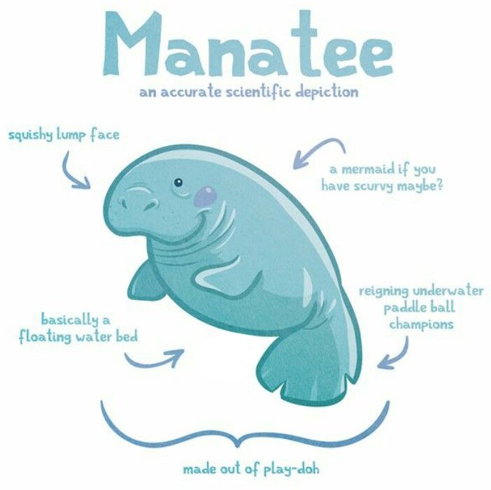 702x701 Cute Scientific Depiction Of The Manatee ) Manatees