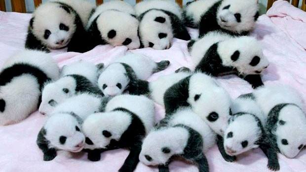 620x348 For The Love Of Pandas Tumblr
