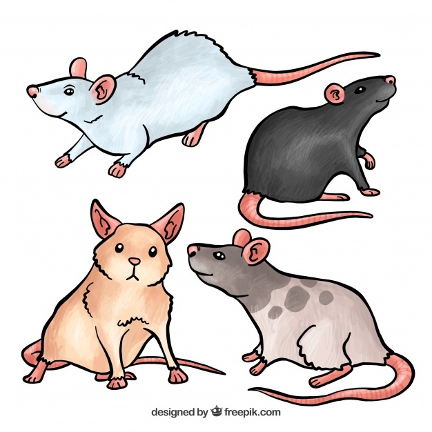 626x626 Rat Vectors, Photos And Psd Files Free Download