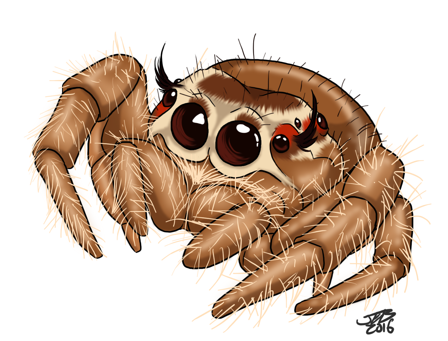 1545x1177 Cute Jumping Spider By Prodigyduck