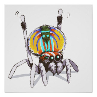 324x324 Cute Spider Drawing Gifts On Zazzle Uk