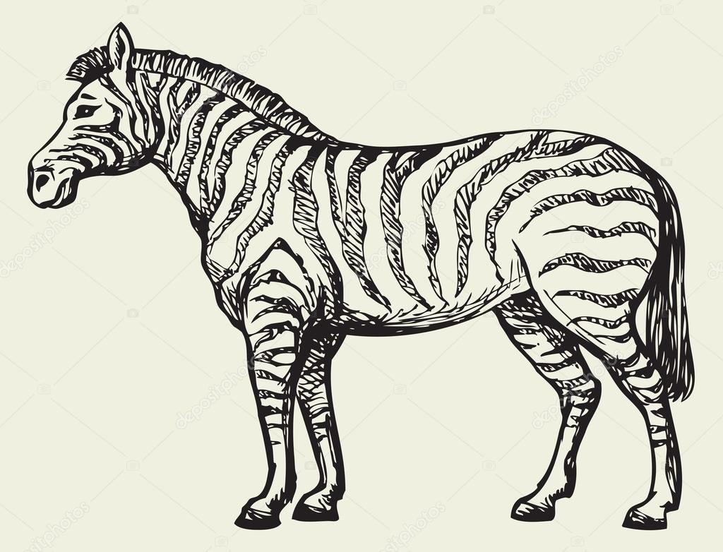 1024x782 Zebra. Vector Drawing Stock Vector Marinka