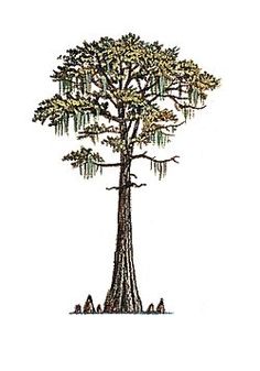 Cypress Tree Drawing at GetDrawings | Free download