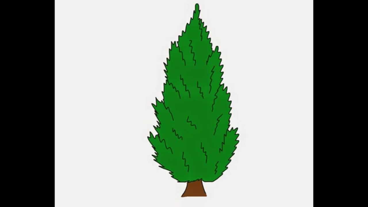1280x720 Cypress Tree How To Draw A Easy