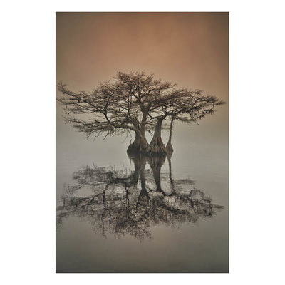400x400 Cypress Tree Photos By Curtis Krueger