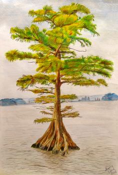 236x349 Cypress Trees Drawing