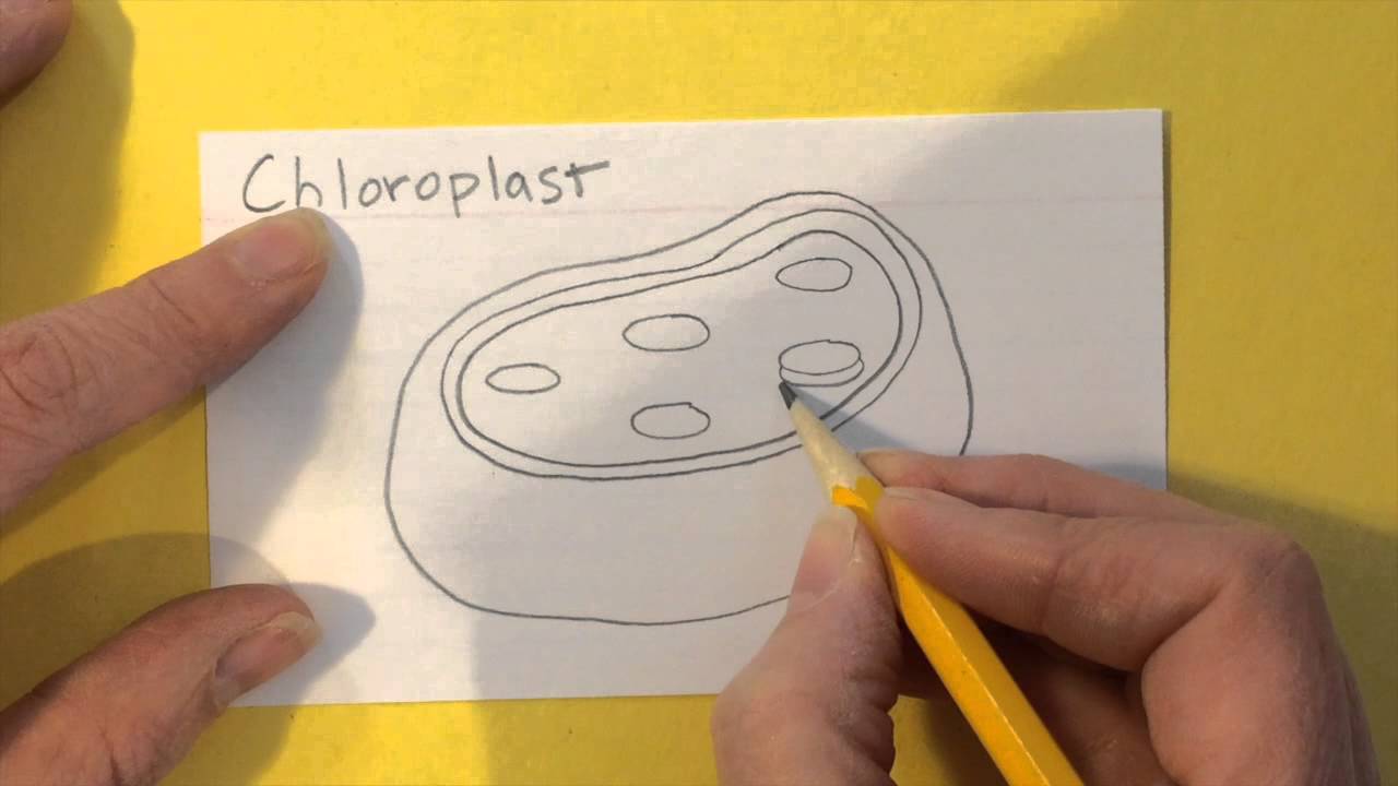 1280x720 How To Draw A Chloroplast