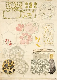 236x331 Pen Drawing Of A Close Up Cell Cells Drawings