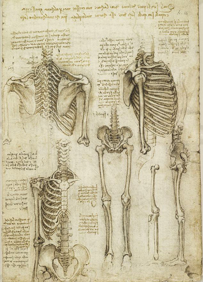 412x572 Leonardo Da Vinci Skeleton