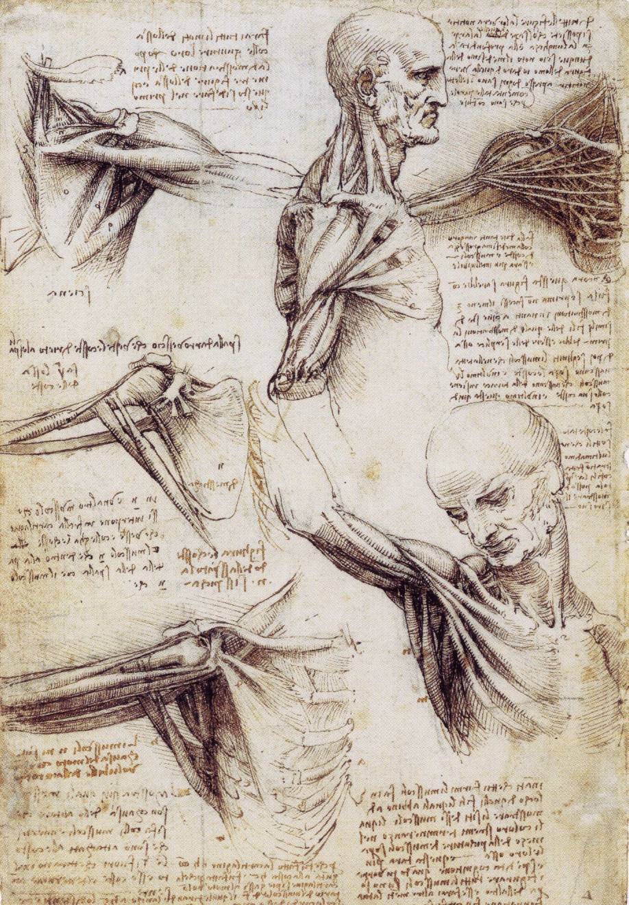 918x1321 The Drawings Of Leonardo Da Vinci