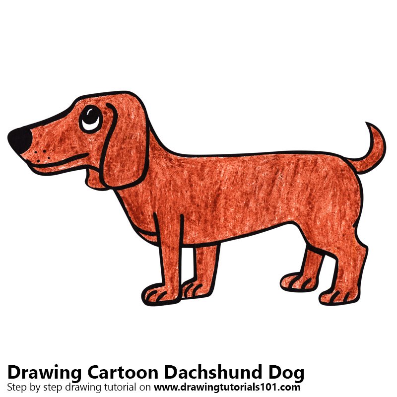 800x800 Learn How To Draw A Cartoon Dachshund Dog (Cartoon Animals) Step