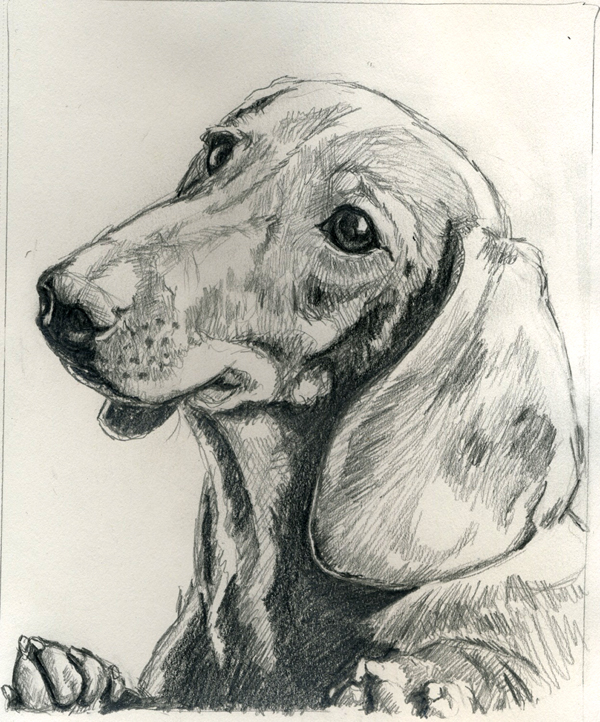 Dachshund Drawing at GetDrawings | Free download