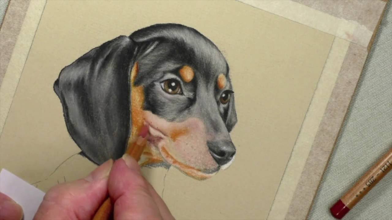 1280x720 Drawing A Dachshund Mouth Amp Muzzle