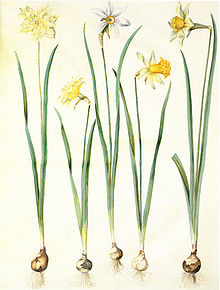 220x290 Narcissus Poeticus