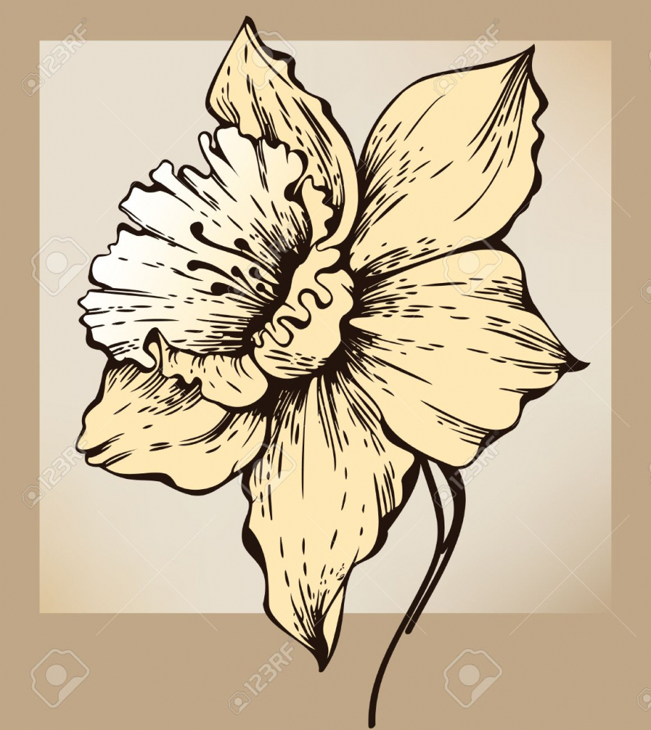 914x1024 Narcissus Flower Drawing Sketch Daffodil Flower, Hand Drawn Stock