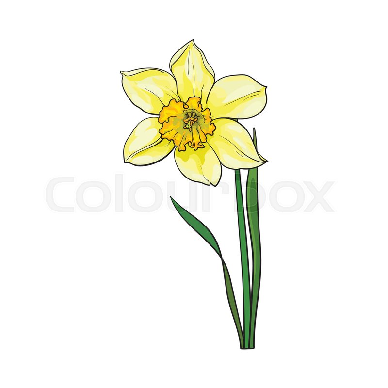 800x800 Single Yellow Daffodil, Narcissus Spring Flower With Stem