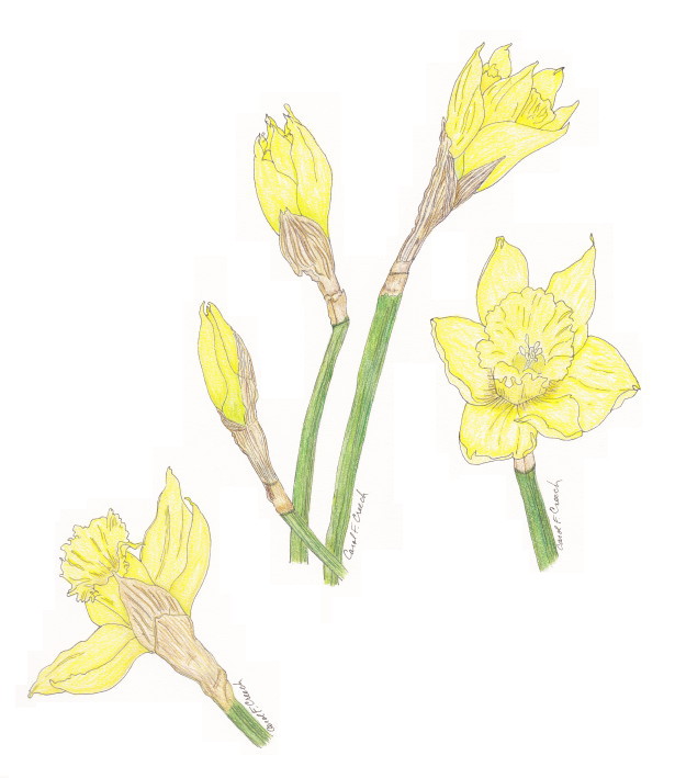 615x709 Ccreech Studio Creative Adventures Daffodil Sketches