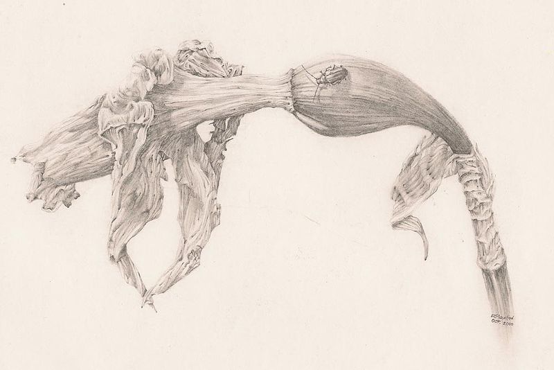 800x534 Daffodil Drawing Richard Moutford Artist Pencil Paper
