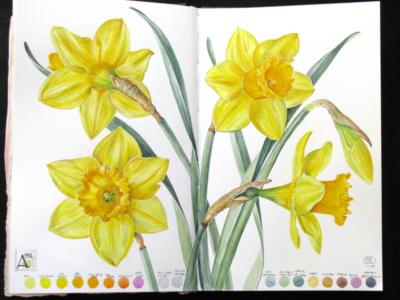 800x600 Botanical Sketches And Other Stories Daffodil Days