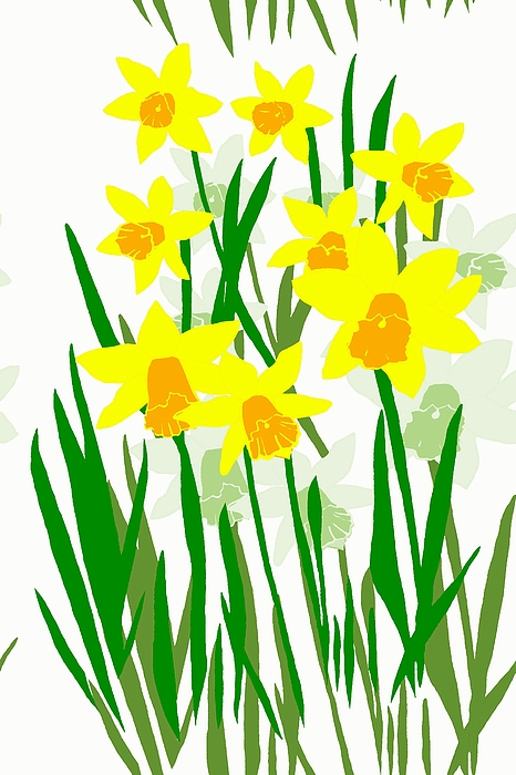 466x700 Daffodils Drawing Digital Art By Barbara Moignard