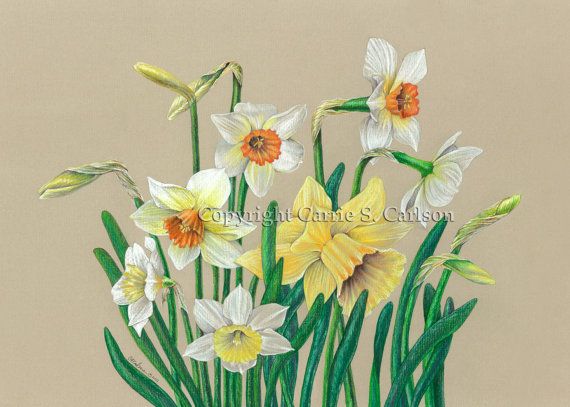 570x407 Daffodils Print Of Original Colored Pencil By Carriecarlson