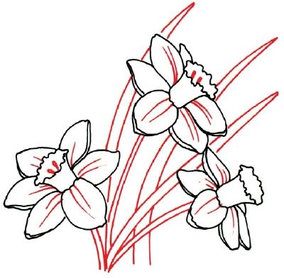 400x392 How To Draw A Daffodil In 5 Steps Daffodils, Drawings And Doodles