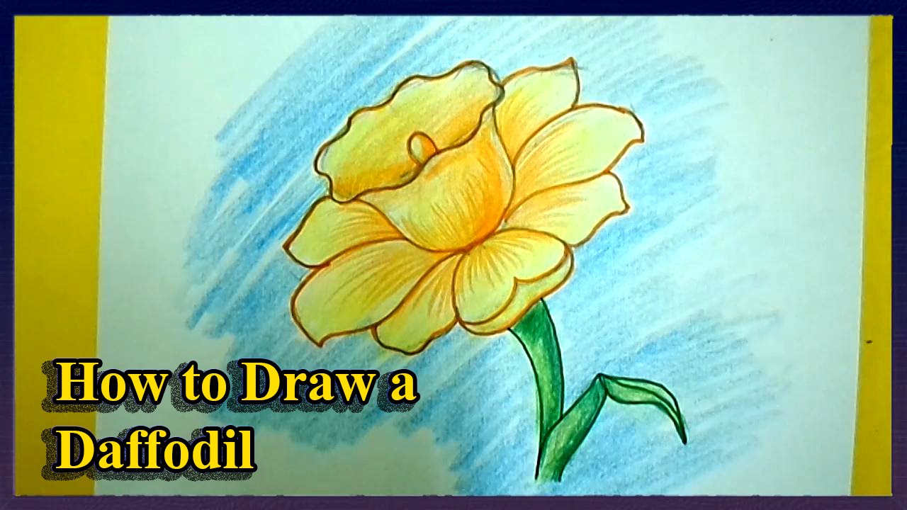 1280x720 How To Draw A Daffodils Step By Step