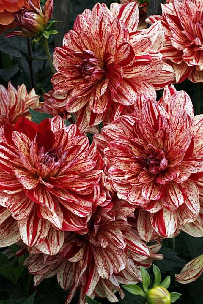 683x1024 Hello, Dahlia! S.f.'s Official Flower In Bloom