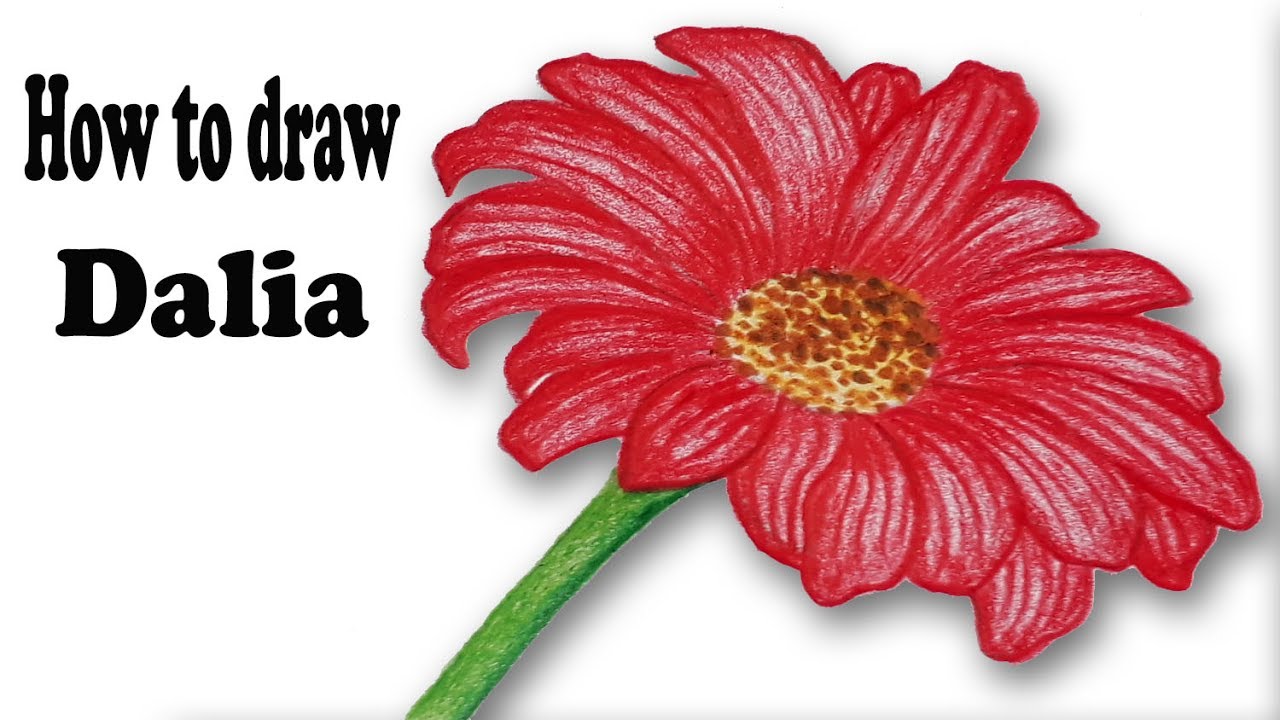 1280x720 How To Draw Dahlia.step By Step(Very Easy Drawing)