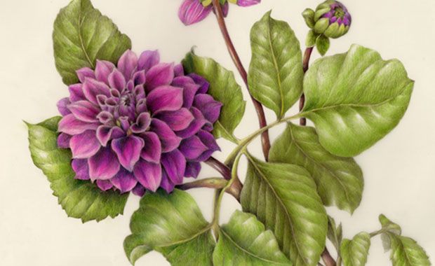 620x380 Dahlia Drawings Lunch Included Topics Being Offered Are Drawing
