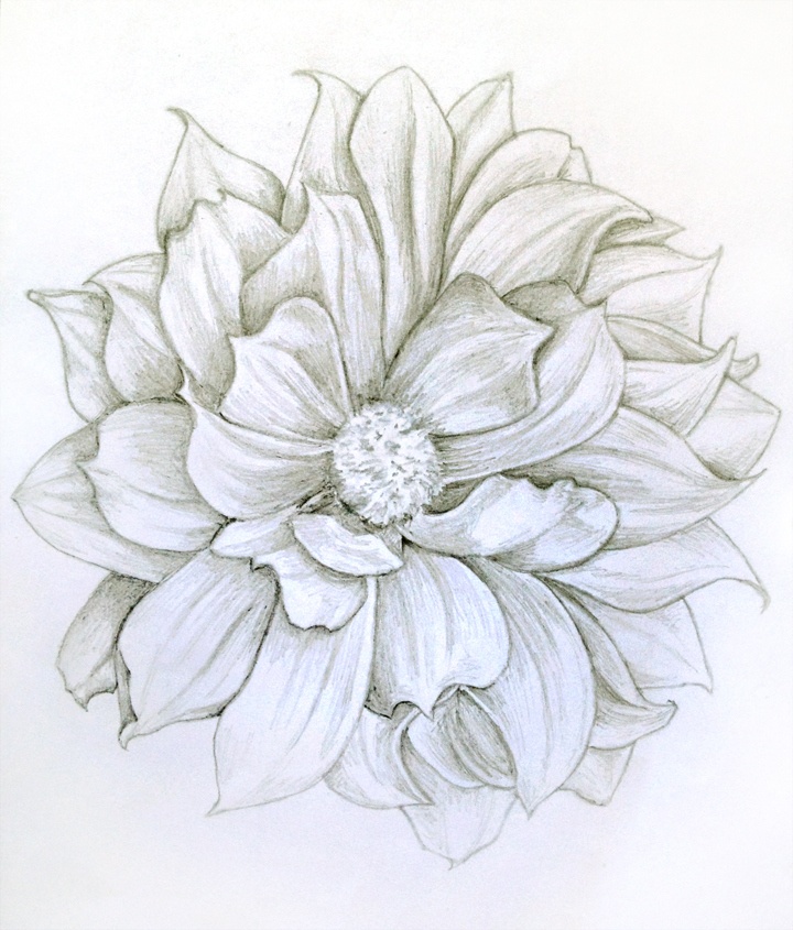 Dahlia Flower Drawing at GetDrawings | Free download