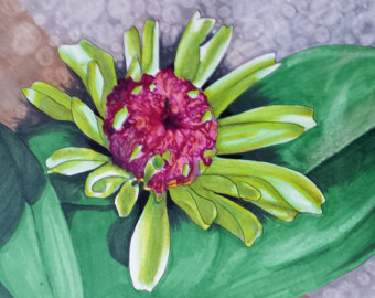 340x270 Original Drawing Of Dahlia Flower Red And Black By Mkdrawings