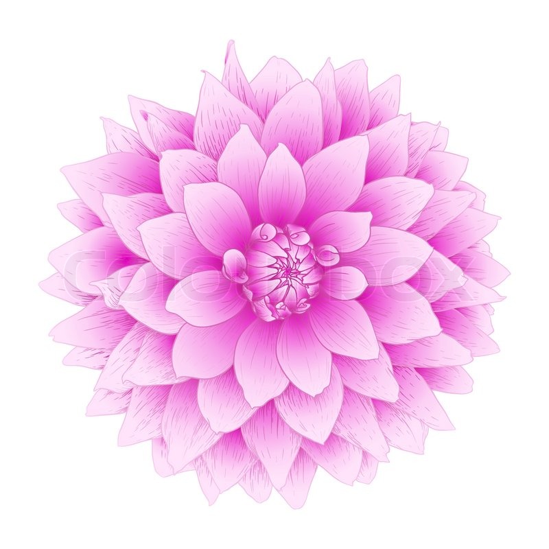 800x800 Vector Dahlia Flower Stock Vector Colourbox