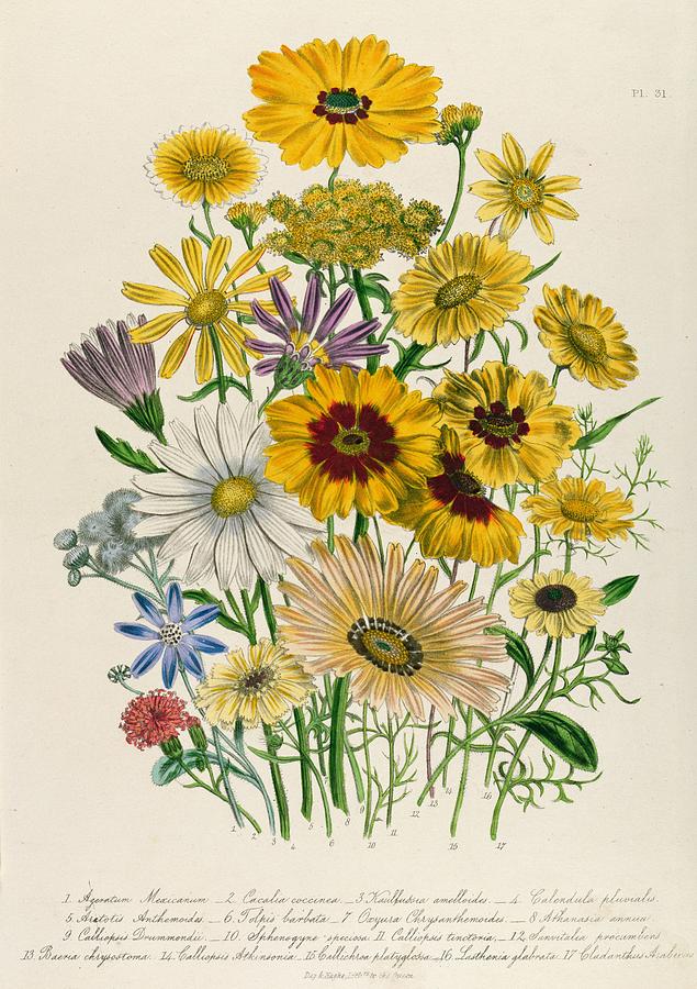 635x900 Daisies Drawing By Jane Loudon