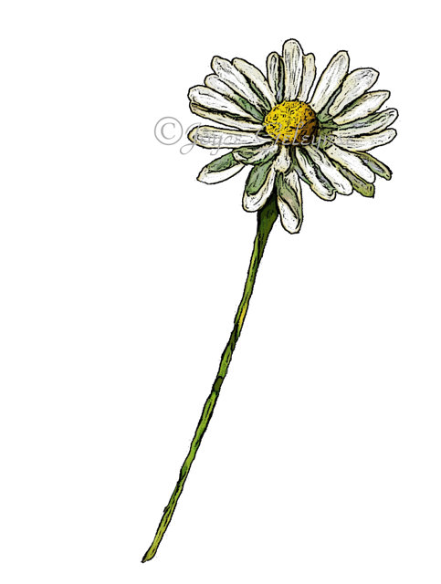 483x640 Daisy Clip Art Hand Drawn Clipart Drawing Of Daisy Flower