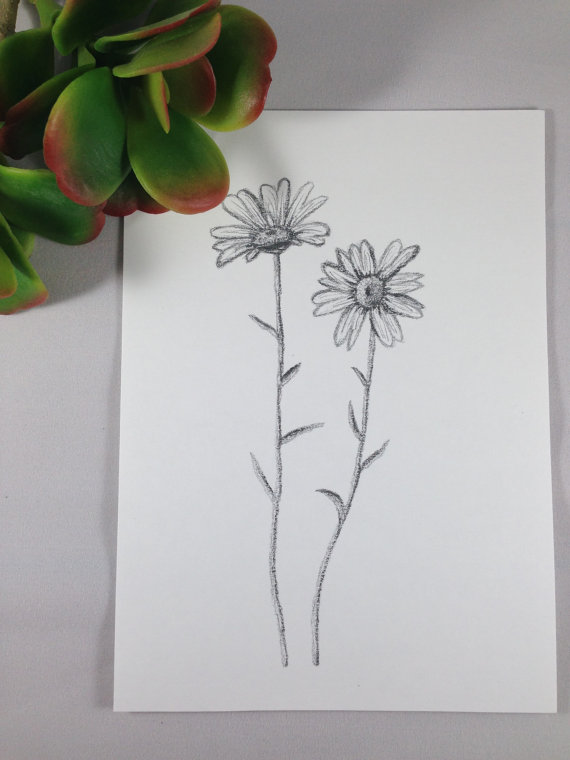 570x760 Daisy Drawing Daisy Print Botanical Art Flower Drawing