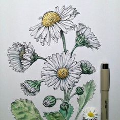 236x236 Daisy Drawing Related Keywords Amp Suggestions