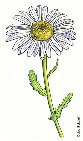 284x480 Daisy Study For Mother's Day Joe Eckstein Illustrator, Graphic