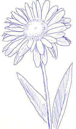 250x424 How To Draw A Daisy