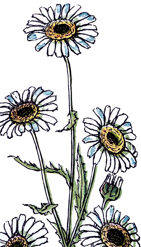 465x813 Pretty Vintage Daisy Drawing!