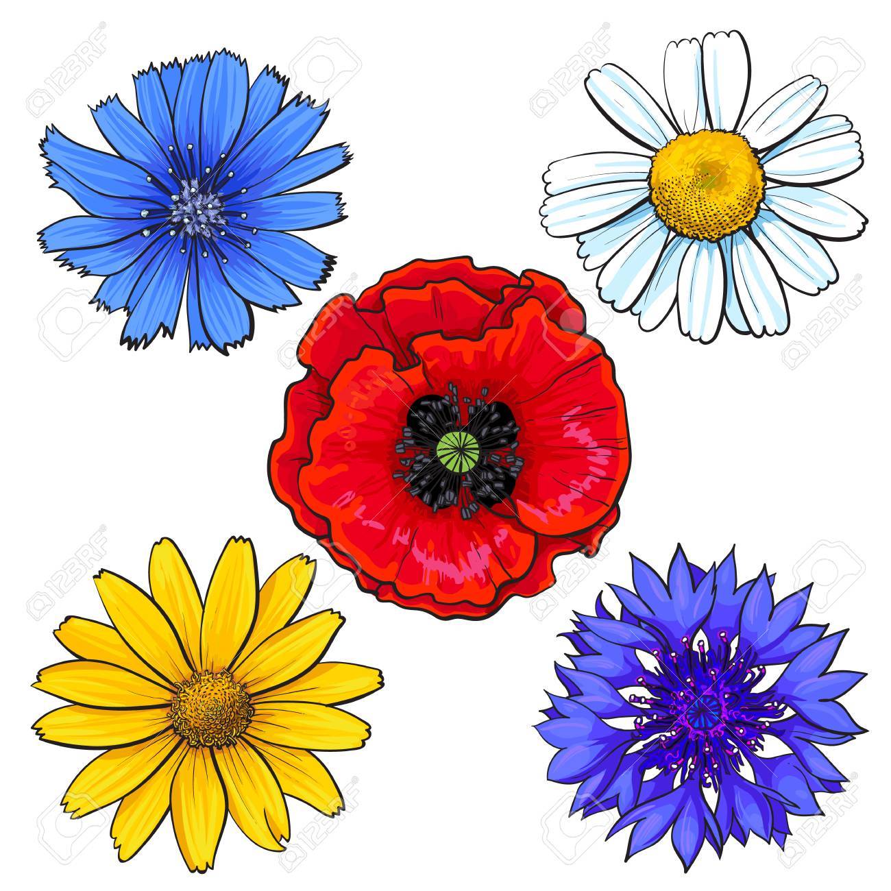 1300x1300 Set Of Wild, Field Flowers