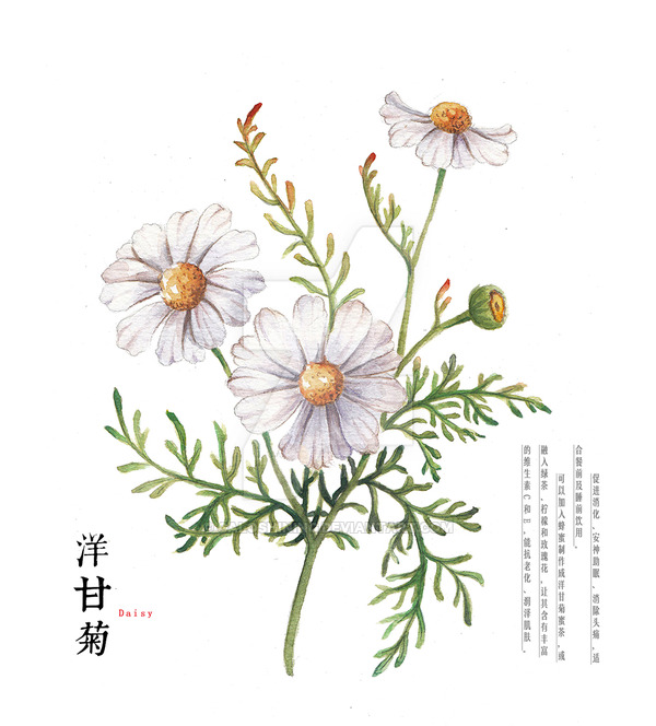 600x664 Hand Drawing Watercolor Plants Daisy By Galoshining